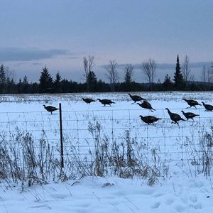 Meet your Posher, Fanny
